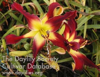 Daylily Boog's Woogie